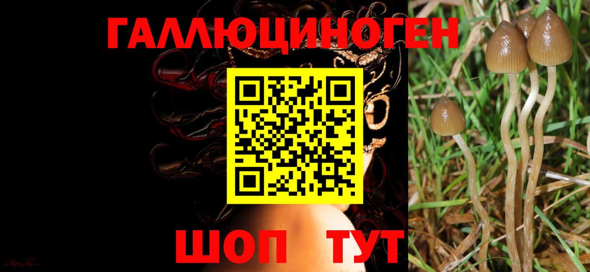 Орёл  закладка  Вход с VPN  Галлюциногенные грибы GOLDEN TEACHER 